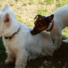 Jack Russell air-humps Westie
