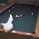Chicken egg pool
