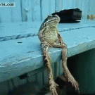 Frog sits like a human