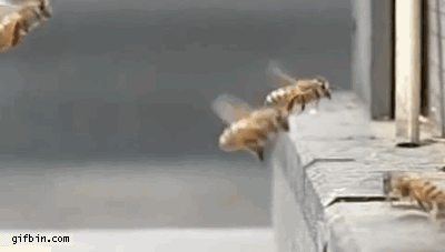 Slow-mo bees