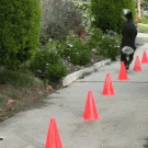 Dog walks around street cones on front legs