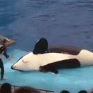 Sea World whale show fail