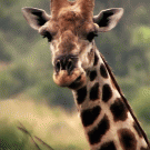 Giraffe om nom nom