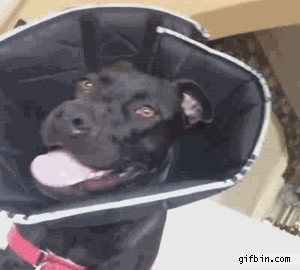 1398879583_dog_disapproval_face.gif