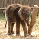 Baby elephant vs. wooden pole
