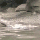 Otter pulls his baby out of the water