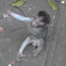 Baby monkey hug