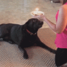 Dog doesn't want his birthday cake