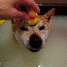 Dog is happy with rubber duck on its head
