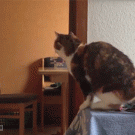Cat greets its human