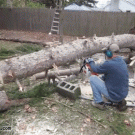 Fallen tree stands up after being cut