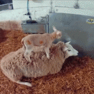 Lamb falls off sheep