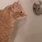 Cat bathtub reflection reaction