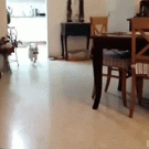 Dog fails at jumping on couch