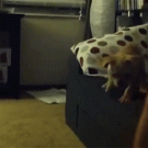 French bulldog puppy jumps off couch
