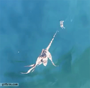 just an octopus hunting a crab