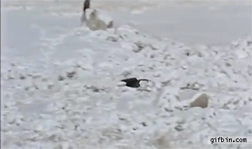eagle steals food from wolf in the arctic, troll