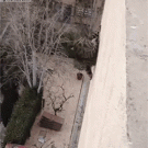Cat falls from building, runs away
