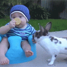 Rabbit steals cookie from baby