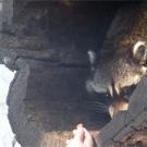 Raccoon carefully takes food from human