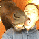Man and horse play lick