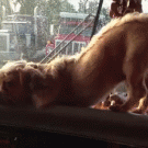 Dog falls asleep on the dashboard