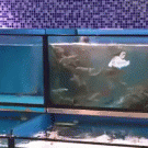Eel gets from one tank to the other