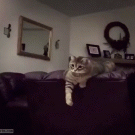Cat catches balloon with both paws
