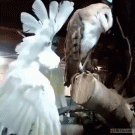 Cockatoo vs. owl