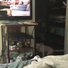 Dog wants to play with dogs on TV