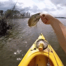 Fish jumps back into fisherman's kayak
