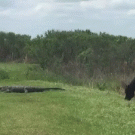 Horse attacks alligator