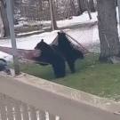 Bears playing on hammock