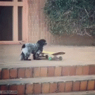 Dog takes skateboard for a ride