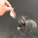 Fish almost bites turtle's head