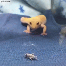 Lizard catches cricket