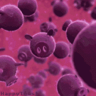 Swine Flu under the microscope