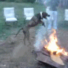 Dog jumping over fire