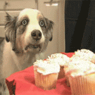 Cupcake dog war flashbacks