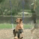 Dog on a swing