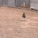 Jumping chicken
