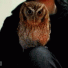 Owl peek-a-boo