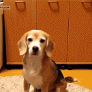 Beagle catches ball with paws