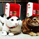 Big Mac hat cats