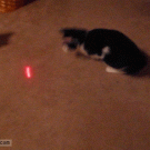 Cat vs. laser pointer