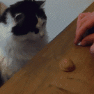 Cat plays shell game