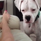 Dog bites leg trying to catch laser pointer