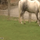 Horse picks up  rabbit by its ears
