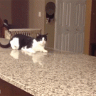 Cat crip-walks off the counter
