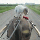 Dog rides horse 